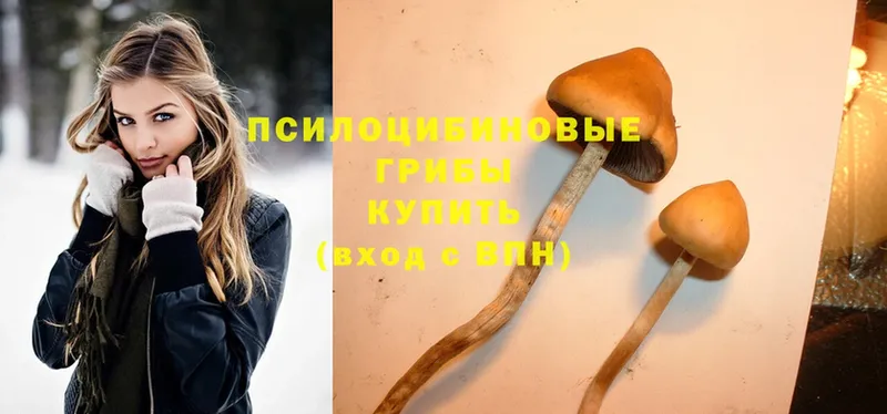 Псилоцибиновые грибы Psilocybe  Лебедянь 